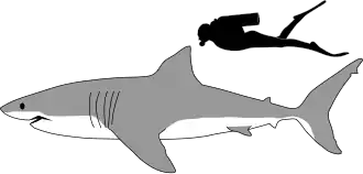 Illustration showing a shark and a human diver. The shark is about three times longer than the human.
