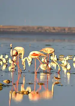 Greater flamingos at the Nal Sarovar Bird Sanctuary