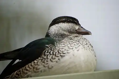 Adult female, Perth Zoo