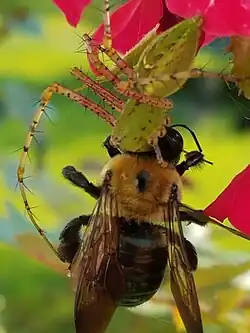 Female eating a carpenter bee prize in Fort Mill, SC