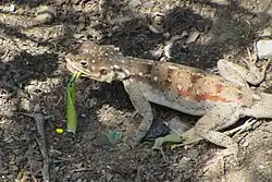 Female ground agama in Serengeti, Tanzania