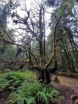 Hymenophyton flabellatum found in Growling Swallett