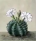 Gymnocalycium anisitsii subsp. anisitsii. Illustration from Blühende Kakteen - Iconographia Cactacearum (1904)