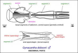 Diagram of abdominal parts