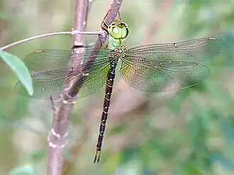 another view of the same dragonfly