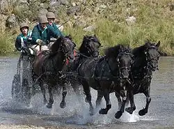 Photo of the Duke of Edinburgh and his team in a carriage wearing matching green pullovers