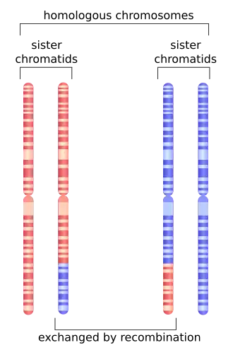 Depiction of chromosome 1 after undergoing homologous recombination in meiosis