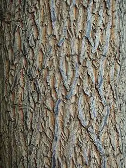 bark