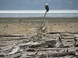Driftwood provides a perch for a bald eagle on Fir Island, Washington.