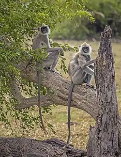 S. p. thersites males