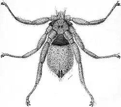 A drawing of a small insect with spider-like legs