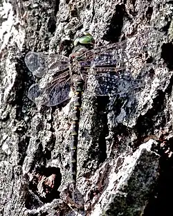 Harlequin Darner - Gomphaeschna furcillata, Mason Neck State Park - 6287764458.jpg