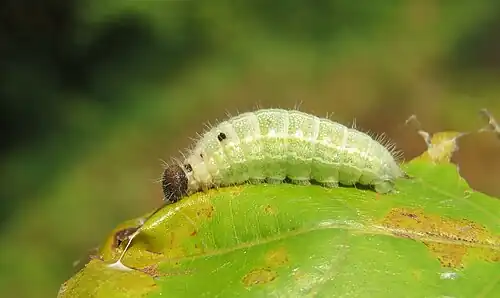 Caterpillar