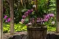 Orchid Garden at Hawaii Tropical Botanical Garden