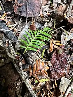 Miro leaves on the forest floor