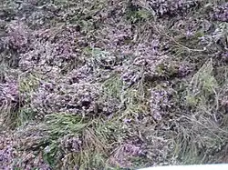 Heather thatching at Culloden, Scotland