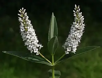 Two bundles of white flowers