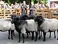 Inspection of rams.