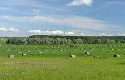 Hay field in Rihkama