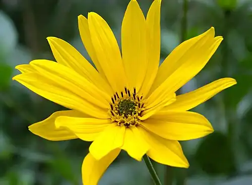 Jerusalem artichoke (H. tuberosus)