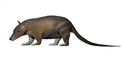 Herpetotherium fugax