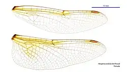Female Hesperocordulia berthoudi wings