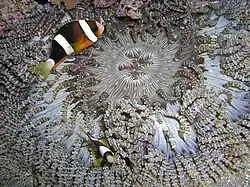 Amphiprion clarkii (Clark's anemonefish) with H. aurora, Timor
