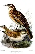 Illustration by Keulemans of C. chuana (above) and A. grayi (below)