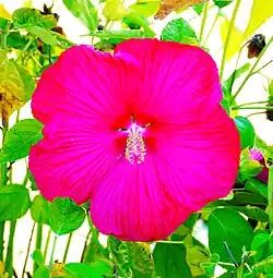 One of the many flowers in the garden.