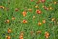Orange hawkweed, Xonrupt.
