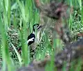 Female at ground at Guna Pani (8,500&nbsp;ft.) in Kullu - Manali District of Himachal Pradesh, India