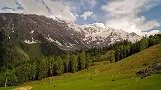 Meadow with cattle grazing and snow-capped peaks in the background