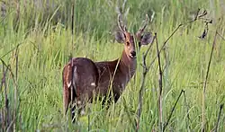 Hog Deer