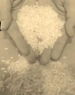 Picture of hands holding rice.