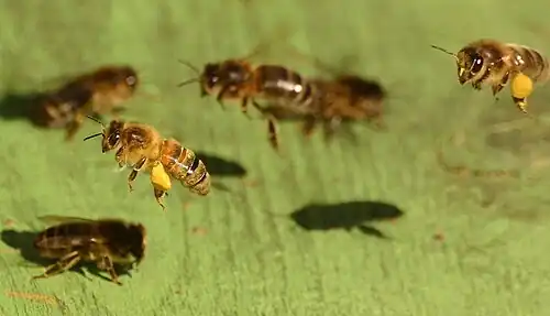 Western honey bee foragers loaded with pollen on the hive landing board