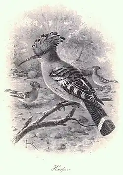 Hoopoe art c. 1900