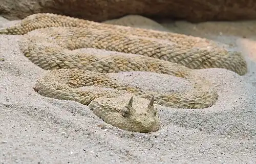 Image 11 Cerastes cerastes Cerastes cerastes, commonly known as the Saharan horned viper or the horned desert viper, is a venomous species of viper native to the deserts of northern Africa and parts of the Arabian Peninsula and Levant. It often is easily recognized by the presence of a pair of supraocular "horns", although hornless individuals do occur. More selected pictures