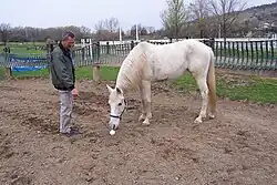 Training a horse using clicker conditioning