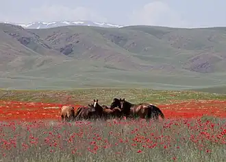 Horses in Kazakhstan.jpg