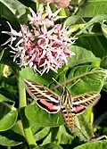 Hyles lineata hovering at milkweed (Asclepias)