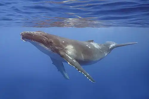 the same calf off Moorea