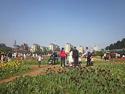Tulipa gesneriana in Hunan Botanical Garden are in full blossom.