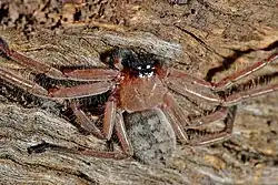 Adult social huntsman Delena cancerides on the underside of a log in Victoria, Australia
