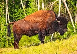 A wood bison bull in Alaska.