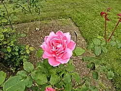 Hybrid Tea 'Capristrano', (Theodore John Morris, 1949) in Bush's Pasture Park