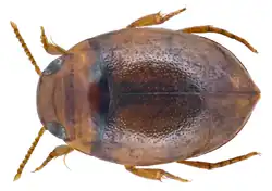 Hydrovatus seminarius