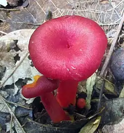 Hygrocybe appalachianensis