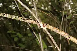 A twig with small white growths and multicoloured scabs