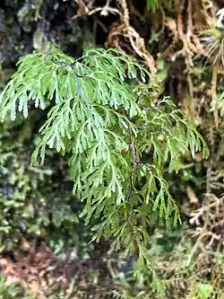A filmy fern drooping