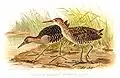 Illustration of slaty-breasted rails by Edward Neale c. 1890
